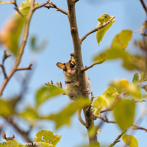 Gute Nachrichten für den Gartenschläfer