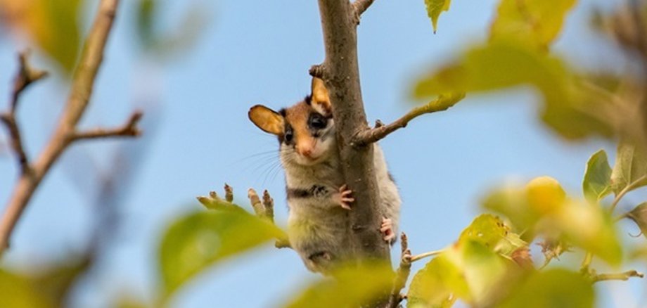 Gute Nachrichten für den Gartenschläfer