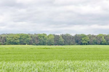 Blick auf Wiesen in der Natur